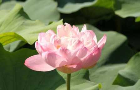 法照大师的著作有哪些