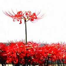 大黑天财神咒全文