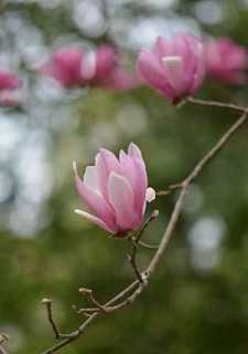 百字明咒视频唱诵