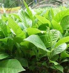 大势至菩萨念佛圆通章四分阐释