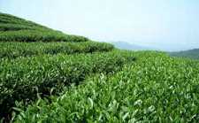 峨眉山：六道禅茶